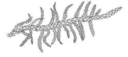Pseudoscleropodium purum,  habit. Drawn from A.J. Fife 9663, CHR 477633.
 Image: R.C. Wagstaff © Landcare Research 2019 CC BY 3.0 NZ